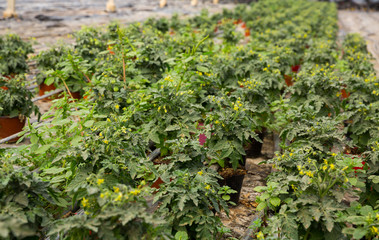 Fototapeta na wymiar Seedlings of tomatoes growing in pots in hothouse