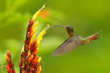 Rrufous-breasted hairy hermit, Glaucis hirsutus,  hummingbird from Trinidad and Tobago. Green bird...