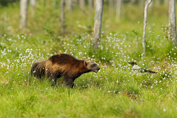 Running Wolverine in Finnish taiga. Wildlife scene from nature. Rare animal from north of Europe....
