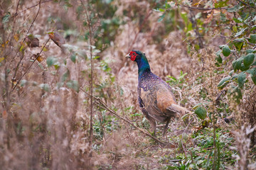 Fototapeta premium Male European Common Pheasant, Phasianus colchicus, bird in the bush, Picture taken in the autumn during the hunting season in Czech repubic, eastern or central europe.