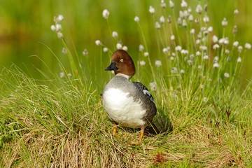 Common pochard, Aythya ferina, is diving duck from Europe. Bird in the beautiful habitat, bird with cotton grass. Summer in the Finland. Wildlife scene from nature.