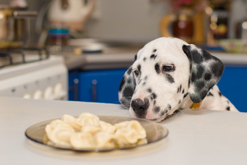 dog looks at food