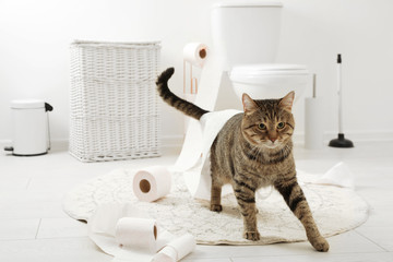 Cute cat playing with roll of toilet paper in bathroom