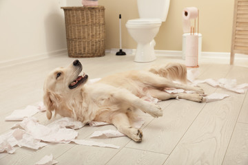 Cute dog playing with toilet paper in bathroom at home