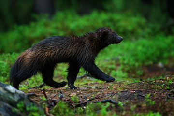 Wild wolverine in Finnish taiga. Raptor in the nature in north Europe. Dangerous animal with open...
