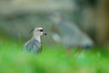 Southern Lapwing, Vanellus chilensis, water exotic bird during sunrise, in the nature habitat, Pantanal, Brazil. Animal in the green grass with flowers, red eyes.