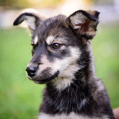 pet portrait puppy half-breed outdoor