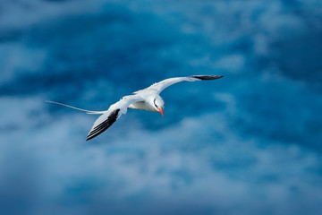 Red-billed Tropicbird, Phaethon aethereus, rare bird from the Caribbean. Flying Tropicbird with green forest in background. Wildlife scene from Little Tobago. White bird flight in the nature, Trinidad