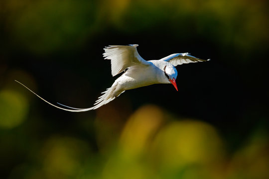 Red-billed Tropicbird, Phaethon aethereus, rare bird from the Caribbean. Flying Tropicbird with green forest in background. Wildlife scene from Little Tobago. White bird flight in the nature, Trinidad