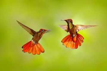 Two hummingbird fight. Red and yellow Ruby-Topaz Hummingbird, Chrysolampis mosquitus, flying with open wings, frontal look with glossy orange head, spread tail, Tobago Island, Trinidad and Tobago. © ondrejprosicky