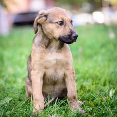 pet portrait puppy half-breed outdoor
