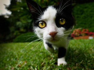 Little curious domestic cat in a house garden looking straight to the camera while walking with yellow eyes