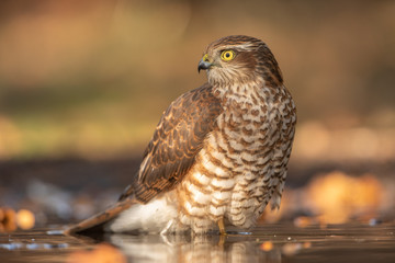 European Sparrowhawk bathing in autumn colors