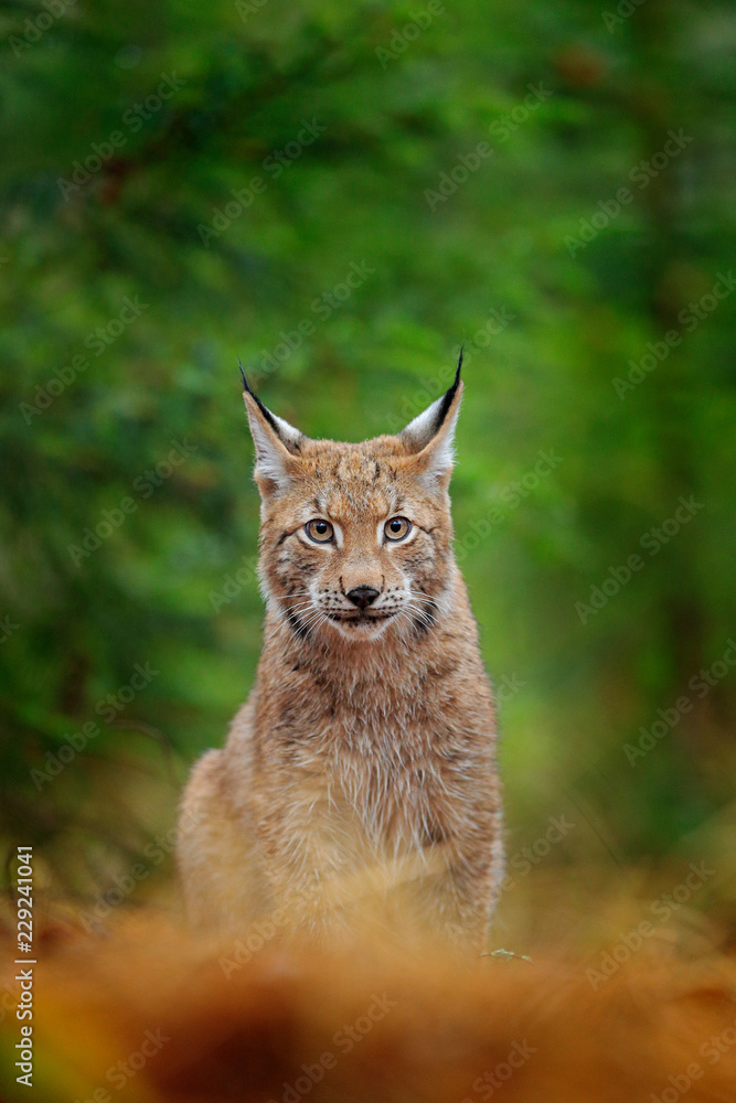 Wall mural eurasian lynx walking. wild cat from germany. bobcat among the trees. hunting carnivore in autumn gr