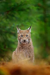 Zelfklevend Fotobehang Euraziatische lynx wandelen. Wilde kat uit Duitsland. Bobcat tussen de bomen. Jagen op carnivoor in herfstgras. Lynx in groen bos. Wildlife scene uit de natuur, Tsjechisch, Europa. © ondrejprosicky