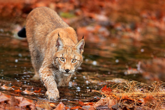 Fototapeta Lynx walking in the orange leaves with water. Wild animal hidden in nature habitat, Germany. Wildlife scene from forest, Germany. Lynx in autumn vegetation in the wood.