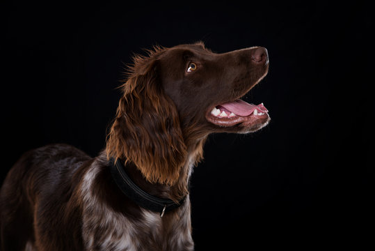 Small munsterlander dog with collar