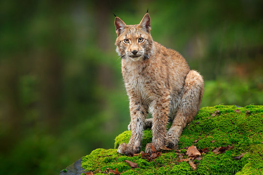 Fototapeta Lynx in the forest. Sitting Eurasian wild cat on green mossy stone, green in background. Wild lynx in the nature habitat, Germany, Europe. Beautiful animal, face portrait. Wildlife scene from nature.
