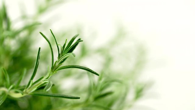 Sch&ouml;ner Rosmarin Strauch Detail Aufnahme mit Slider 