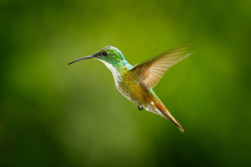 Hummingbird Andean Emerald, Amazilia franciae, with clear green background, Colombia. Beautiful bird from the tropical nature. Bird flight in tropic  jungle.