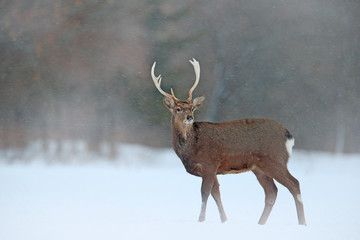 Animal with antlers in the nature habitat, winter scene from Japan. Hokkaido sika deer, Cervus nippon yesoensis, on the snowy meadow.