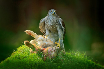 Goshawk, Accipiter gentilis, feeding on killed hare in the forest. Bird of Prey with fur catch in the nabitat. Animal behaviour, wildlife scene from nature. Goshawk in the green vegetation.