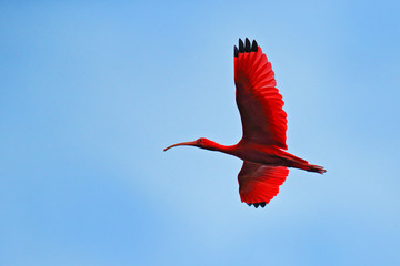 Scarlet Ibis, Eudocimus ruber, exotic red bird, nature habitat, bird colony sitting on the tree, Caroni Swamp, Trinidad and Tobago, Caribbean. Flock of ibis, wildlife nature. - obrazy, fototapety, plakaty