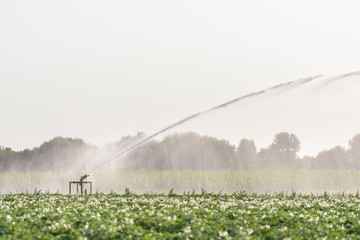 A sprinkler sprays a field with potatoes during a period of extreme drought