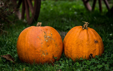 Pumpkins Halloween Food Culinary 