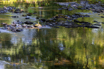 Sandy Stream in Unity Maine in the shadows of trees and colorful reflections on the surface of the water.