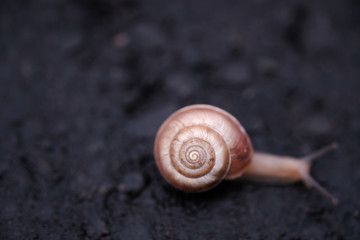 Spiral snail on asphalt road close up