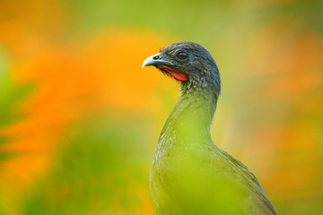 Rufous-vented Chachalaca, Ortalis ruficauda, exotic tropical bird in the forest nature habitat, green and orange flower, Trinidad and Tobago. Wildlife scene from nature.