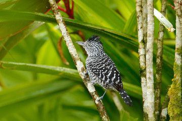 Barred Antshrike, Thamnophilus doliatus, grey rare bird from Trinidad. Wild motley bird in the nature forest habitat. Birdwatching in the Caribbean. Animal in green. Wildlife scene from nature.