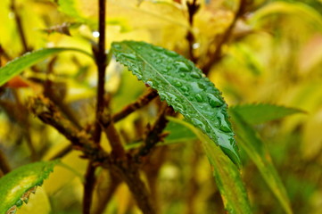 autumn leaf with drops of water