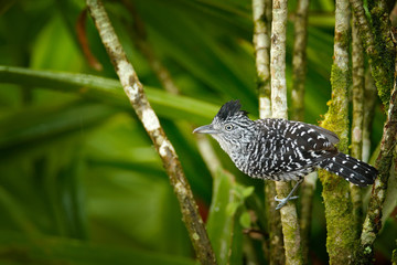 Barred antshrike, Thamnophilus doliatus, passerine bird in the antbird family, Trinidad and Tobago. Wild motley bird in the nature forest habitat. Birdwatching in the Caribbean. Animal in green.
