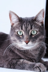 Cute and beautiful gray cat looks into the camera on a white background