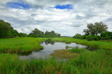 Fototapeta na wymiar Africa landscape in green season. Khwai river with grass and trees, Moremi, Okanvango delta, Botswana, Africa.