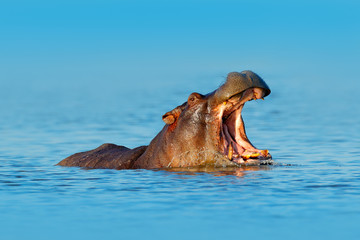 Hippo with open muzzle in the water. African Hippopotamus, Hippopotamus amphibius capensis, with...