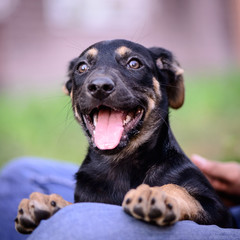 little puppy with person outdoor