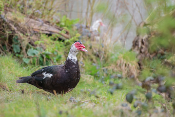 Beautiful male muscovy duck