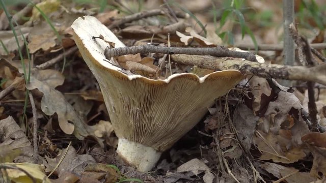 forest poisonous mushrooms 