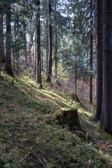 Fototapeta na wymiar Herbstlicher Fichtenwald mit ein paar fahlen Sonnenstrahlen
