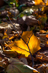 Fallen yellow maple leaf glowing from sunlight