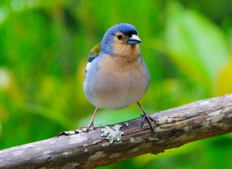 Fototapeta premium Common chaffinch, canariensis group from Madeira. Male