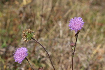  Last autumn flowers bloomed in the garden