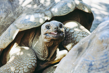 Aldabra giant tortoises in la vanille nature park