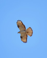 Flying Common Buzzard (latin: Buteo buteo). Blue sky in the background