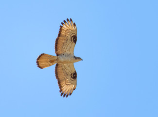 Flying Common Buzzard (latin: Buteo buteo). Blue sky in the background