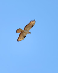 Flying Common Buzzard (latin: Buteo buteo). Blue sky in the background
