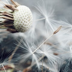 dandelion in the space
